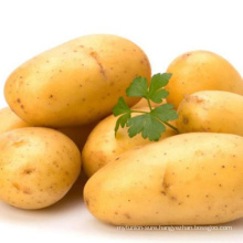 Chinese New Crop Fresh Sweet Potato Price Per Ton (newest! ! !)